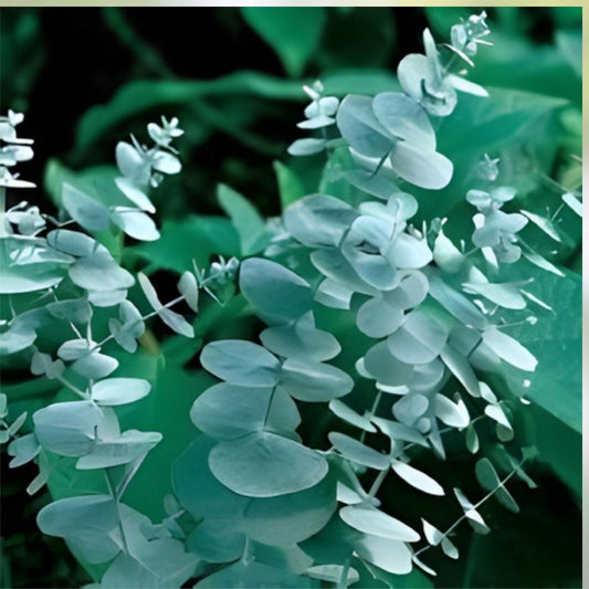 Eucalyptus Silver Dollar Seeds 250 Count - Aromatic Drought-Tolerant Eucalyptus cinerea for Gardens and Landscaping