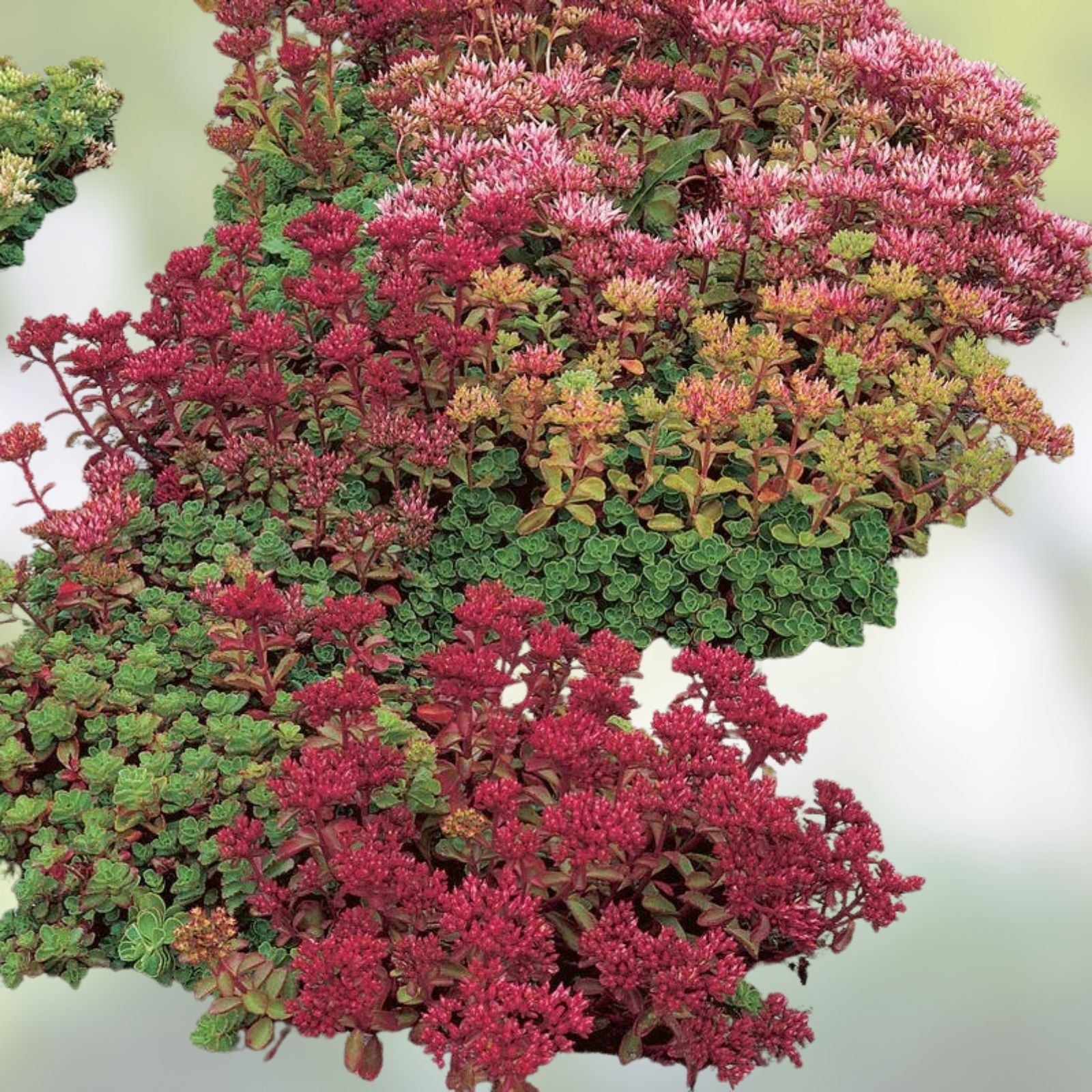 Mixed Creeping Sedum and Cactus Cuttings Set – 30 Live Perennial Garden, Landscape, and Pot Plants