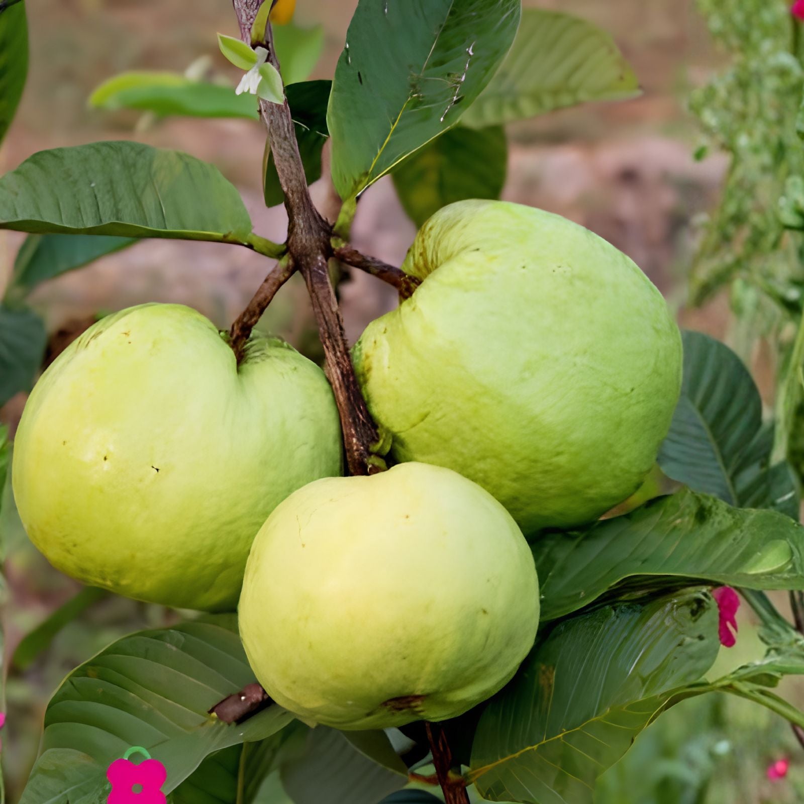 Guava Seeds 15 Pack White Tropical Fruit Edible Psidium Guajava Guayaba Plant Seeds