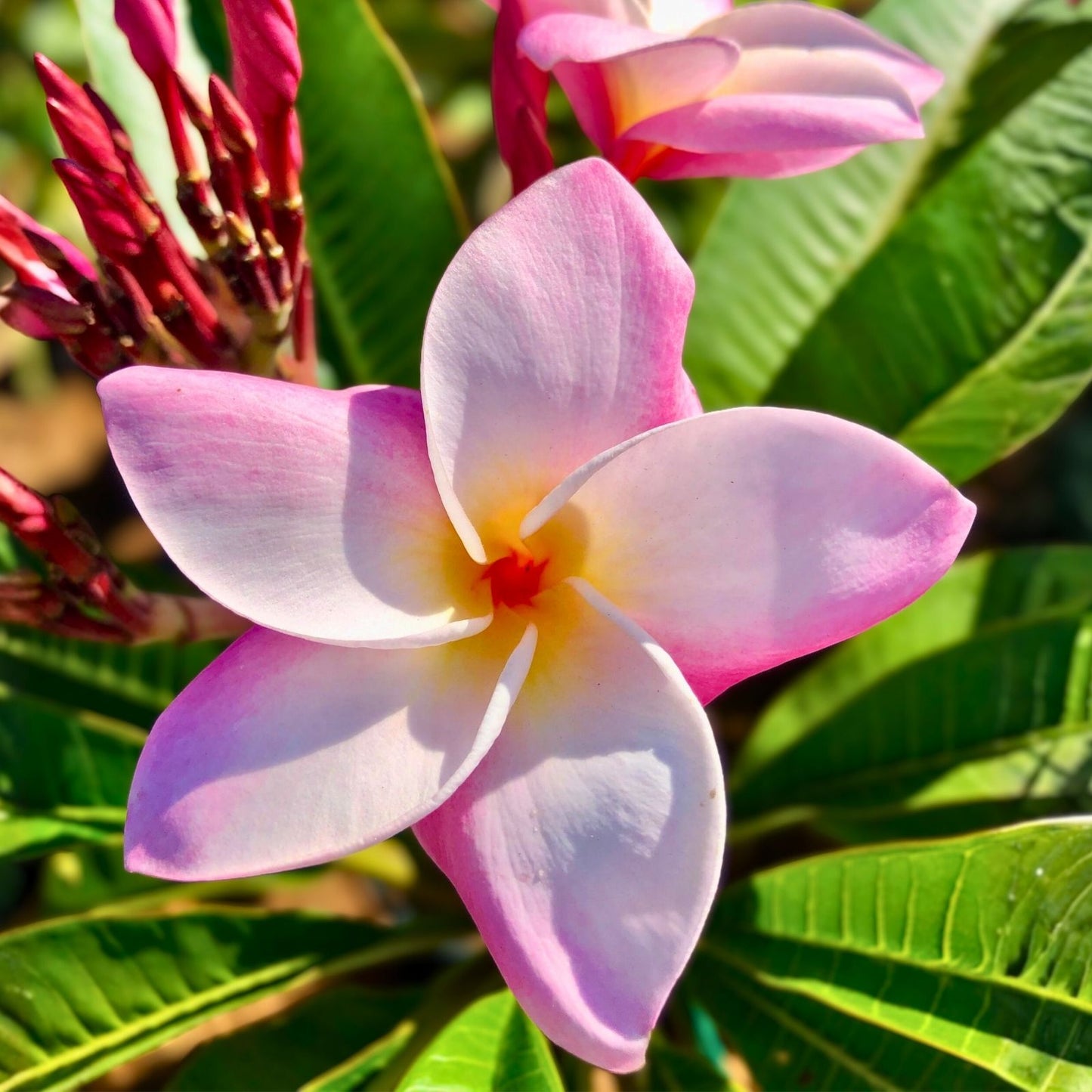Rooted Plumeria Cutting - Light Pink Semi Dwarf Frangipani Plant, Tropical Garden, 16+ Inches