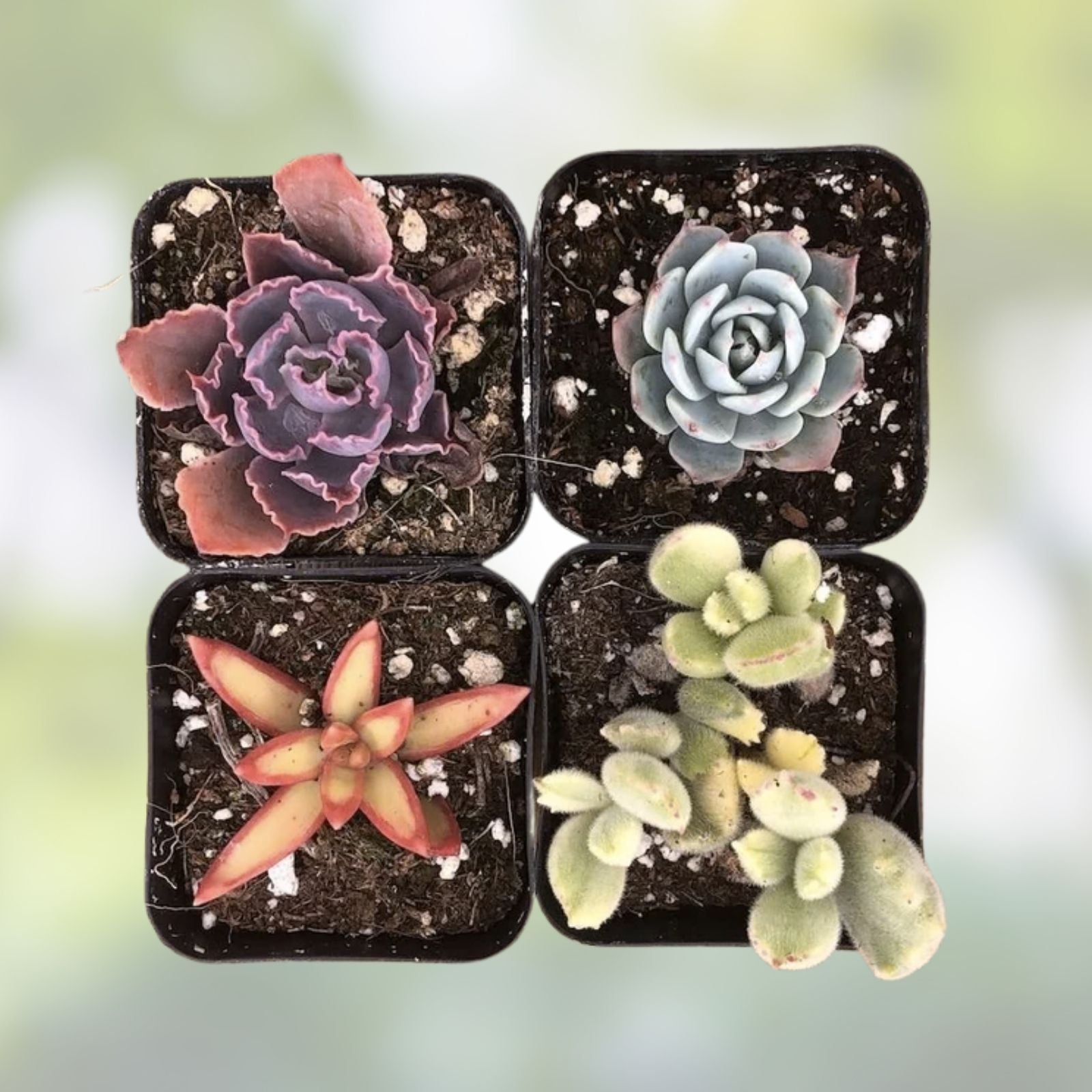 Rainbow Succulent Bundle - 6 Colorful Live Succulents/Cuttings - Assorted Varieties - Easy Care Indoor Plants