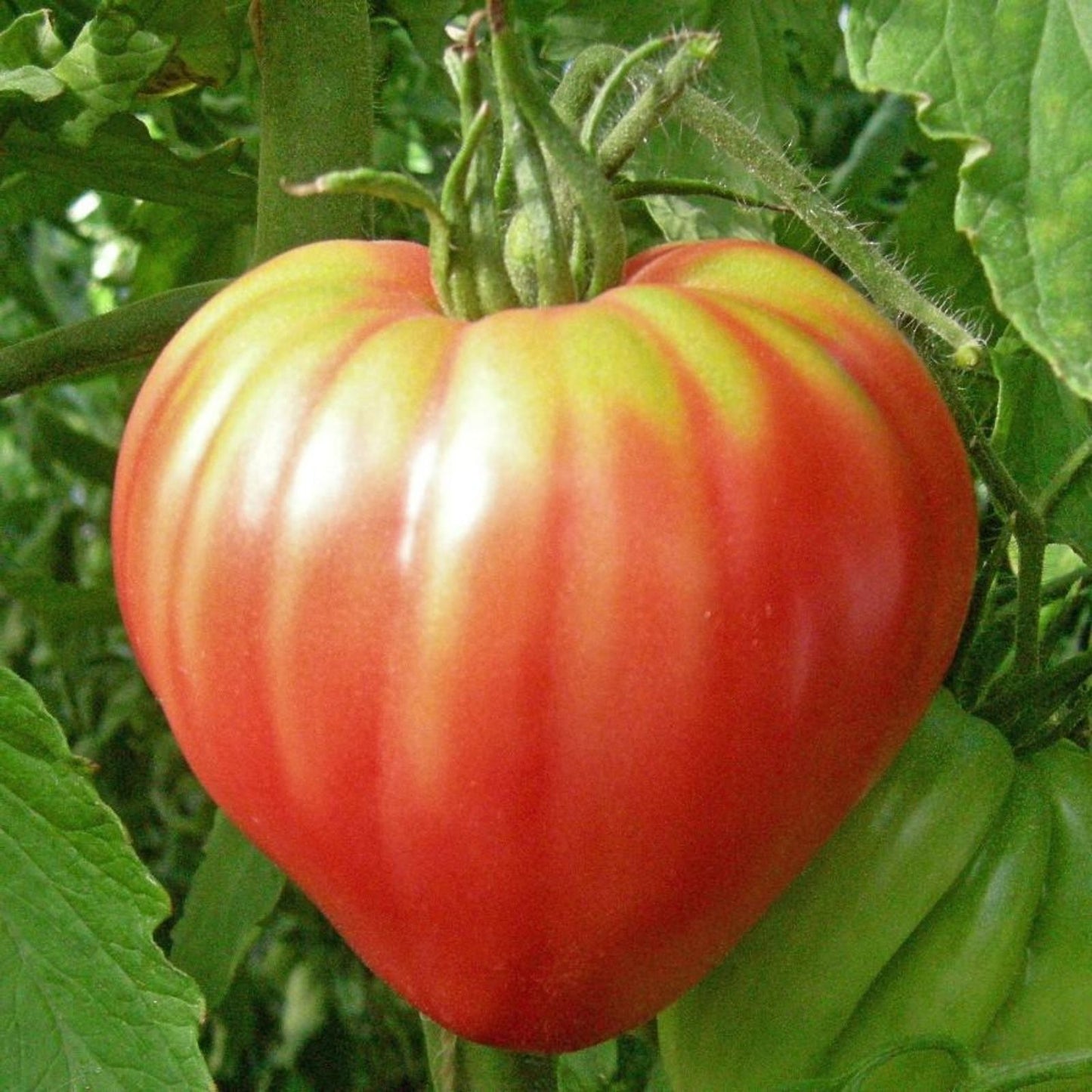 Organic Pink Oxheart Tomato Seeds 100 Count Heirloom Variety Solanum lycopersicum USA Grown