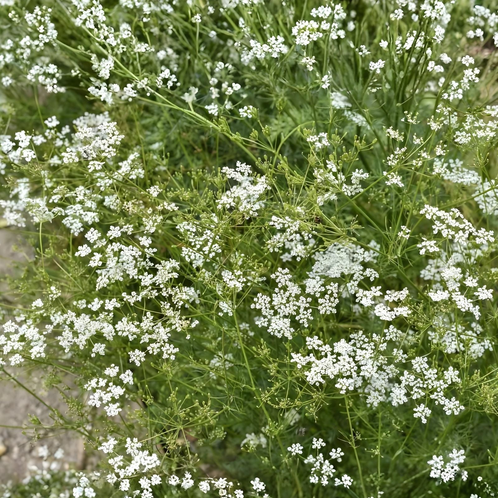Cumin Seeds Heirloom Non-GMO 25+ Seeds for Growing Cuminum cyminum Herb Seed, Organic Culinary Spice