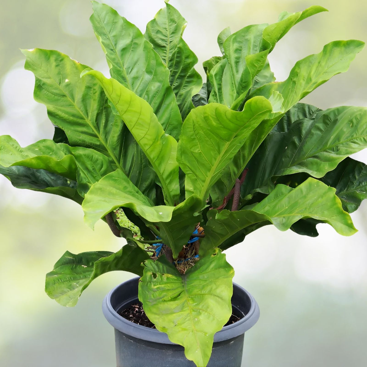 Anthurium Hookerii Plant in 3 Gallon Pot - Unique Heart-Shaped Leaves - Tropical Houseplant for Home Decor - Anthurium clarinervium