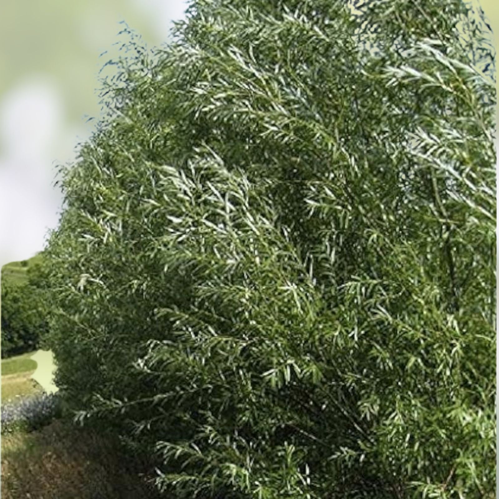 Jumbo Hybrid Willow Cuttings 6 Pack, Thick 5/8 to 1 Inch, Salix × sepulcralis, Live Planting Material for Landscaping