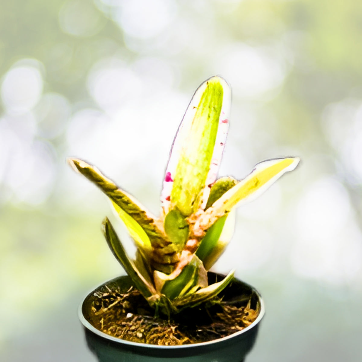 Neoregelia Gismo Bromeliad Plant in 4" Pot | Tropical Houseplant | Indoor Plant Decor | Neoregalia Gismo