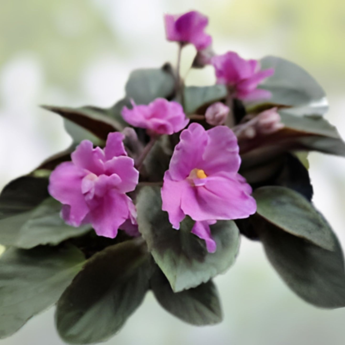 Mini African Violet Cuttings - 2 Fresh Unrooted Leaves - NL-KNYAGINYA Ol’ga - Propagation Plant for African Violet Enthusiasts
