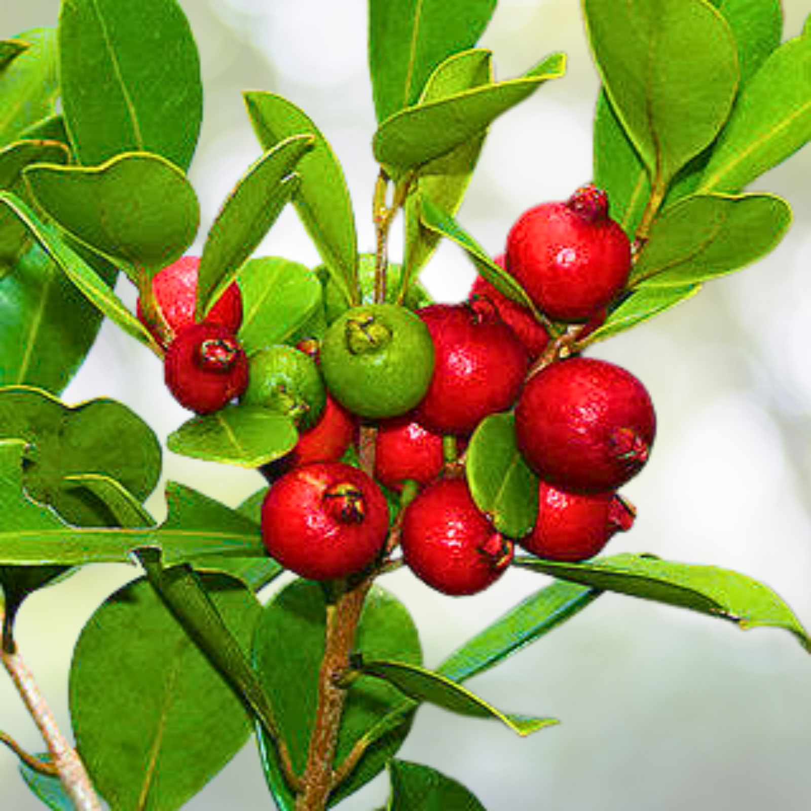 50pcs Organic Pink Guava Seeds - Tropical Strawberry Guava - Exotic Fruit Seed Variety - Psidium guajava