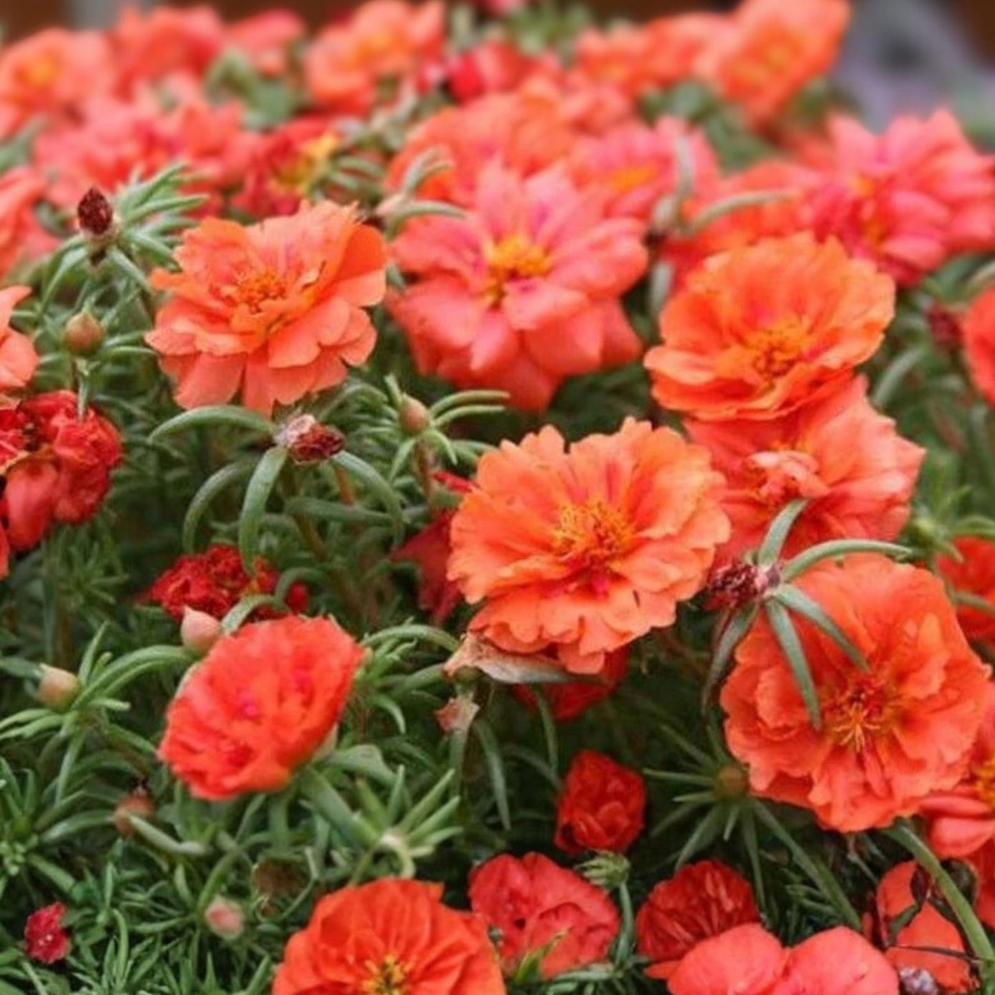 Moss Rose Cuttings 10 Unrooted Orange Portulaca Grandiflora Plant Cuttings for Garden or Container