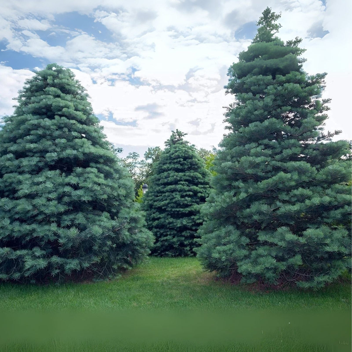 30 White Fir Seeds for Planting, Abies concolor, Evergreen Tree Seeds, Ideal for Landscaping and Reforestation