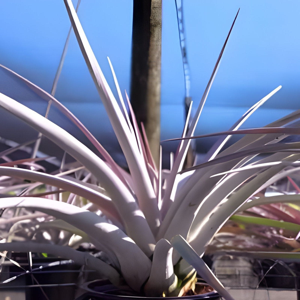 Bromeliad Air Plant 6 Inch Pot Tillandsia Steve Hybrid - Tillandsia chiapensis × fasciculata for Home Decor and Collectors
