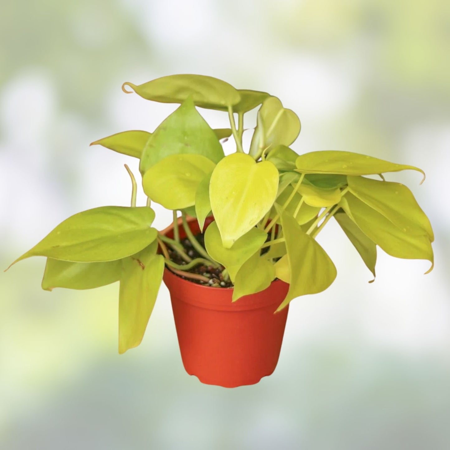 Neon Pothos Cuttings - 4 Fresh Lemon Lime Varieties - Philodendron - Indoor Houseplant Propagation