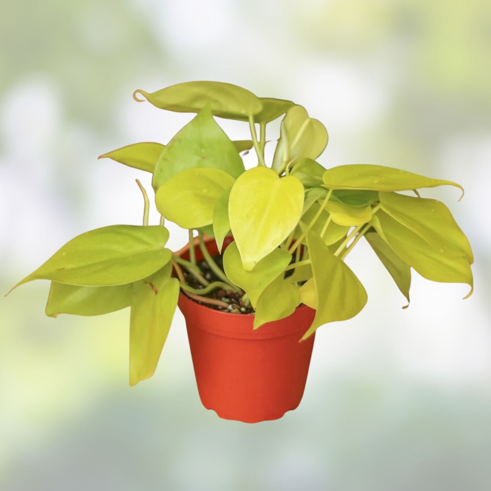 Neon Pothos Cuttings - 4 Fresh Lemon Lime Varieties - Philodendron - Indoor Houseplant Propagation