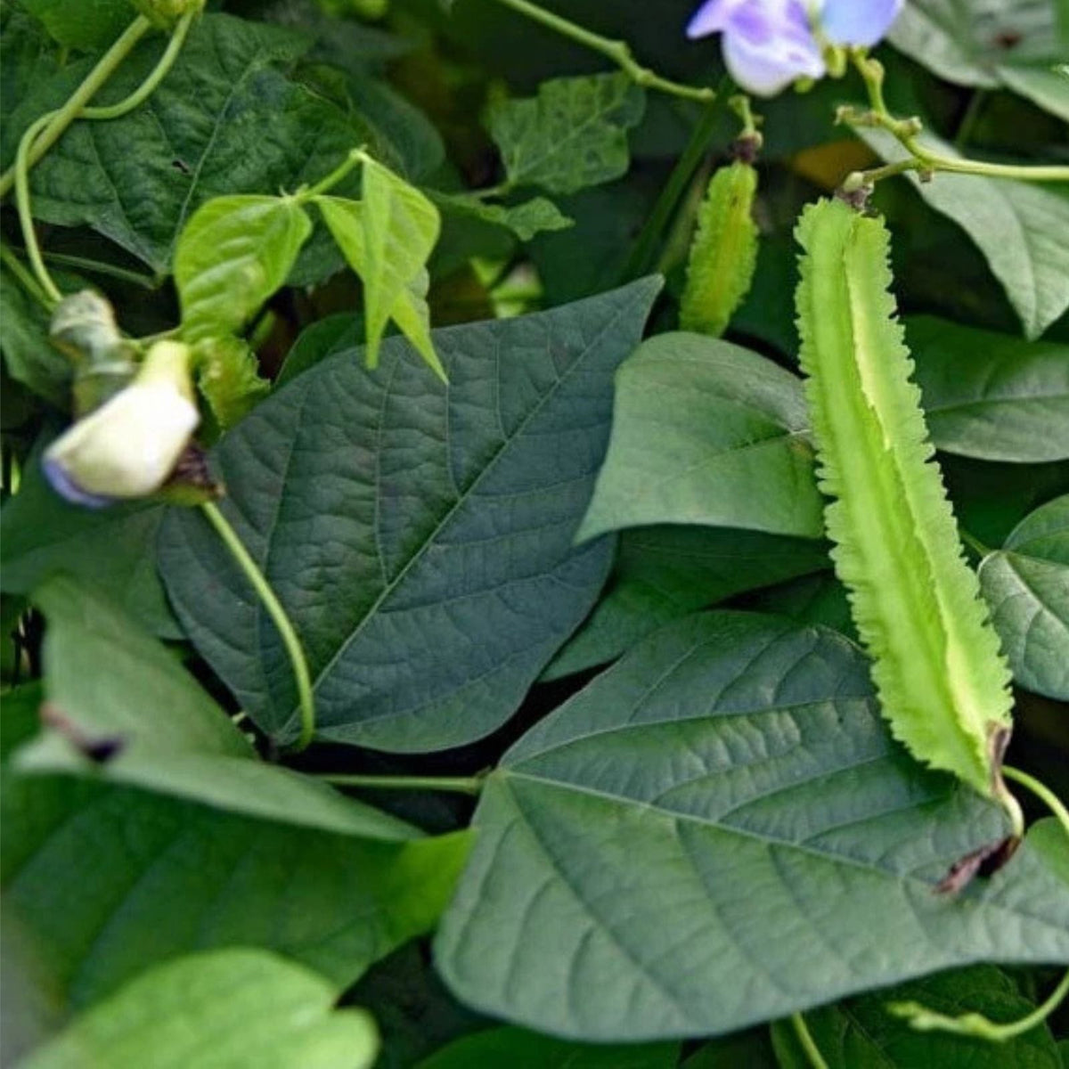Winged Bean Plants Set of 2 in 4in Pots, Live Vegetable Plants, 5in Tall, Psophocarpus tetragonolobus