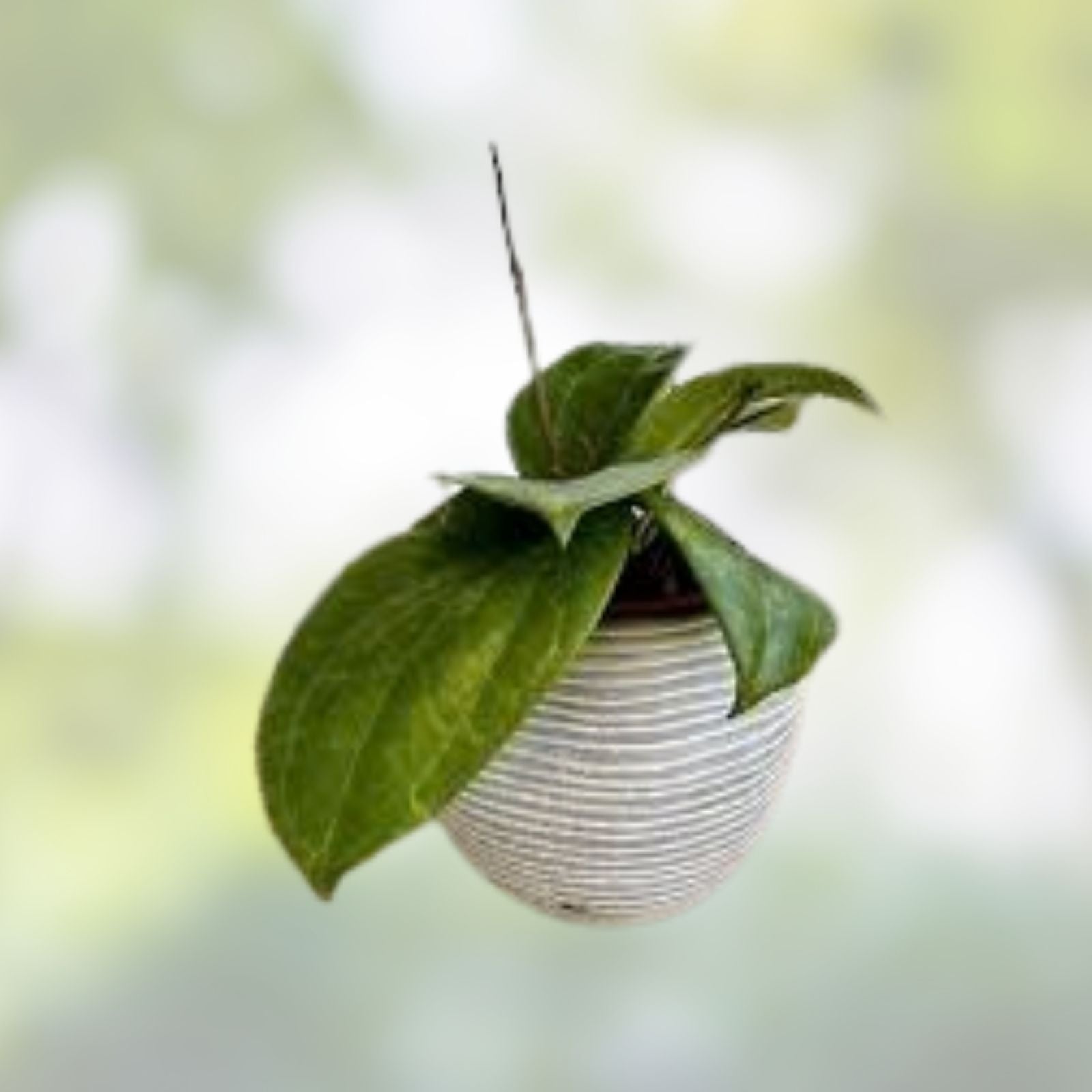 Rooted Hoya Cutting - Hoya Quinquenervia Indoor Plant - Easy Care Houseplant - Live Hoya Propagation for Home Decor
