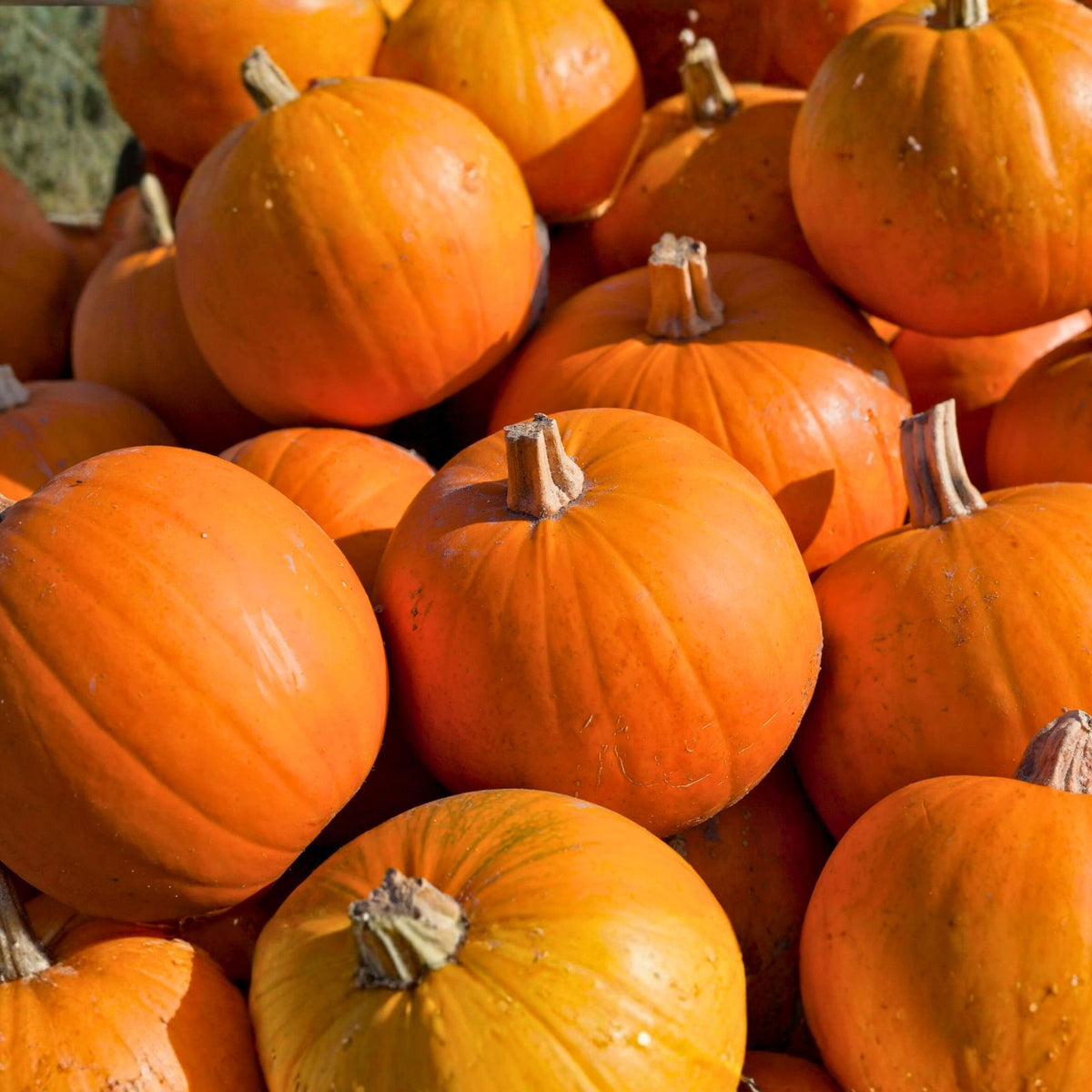 Heirloom Pumpkin Seeds 100 Count Small Sugar Non-GMO Cucurbita pepo Organic Pumpkin Seeds