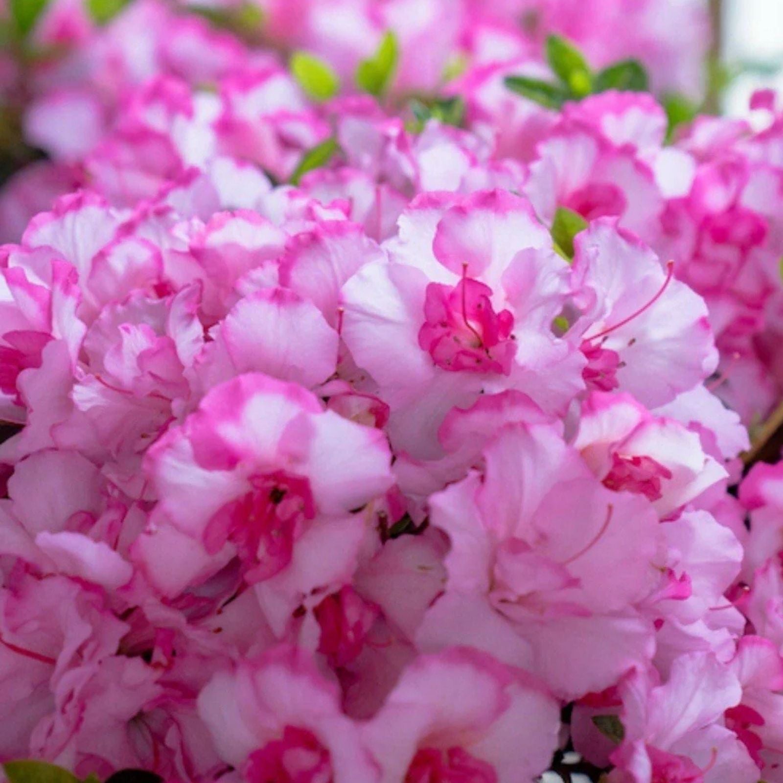 Encore Autumn Kiss Azalea Starter Plant - Deciduous Rhododendron x 'Autumn Kiss' Well-Rooted Variety