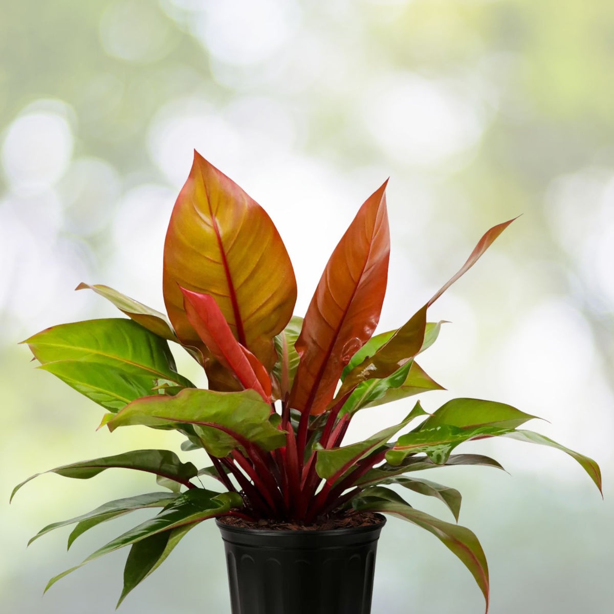 Philodendron Plant in 6" Pot - McColley's Finale - Easy Care Houseplant (Philodendron 'McColley's Finale')