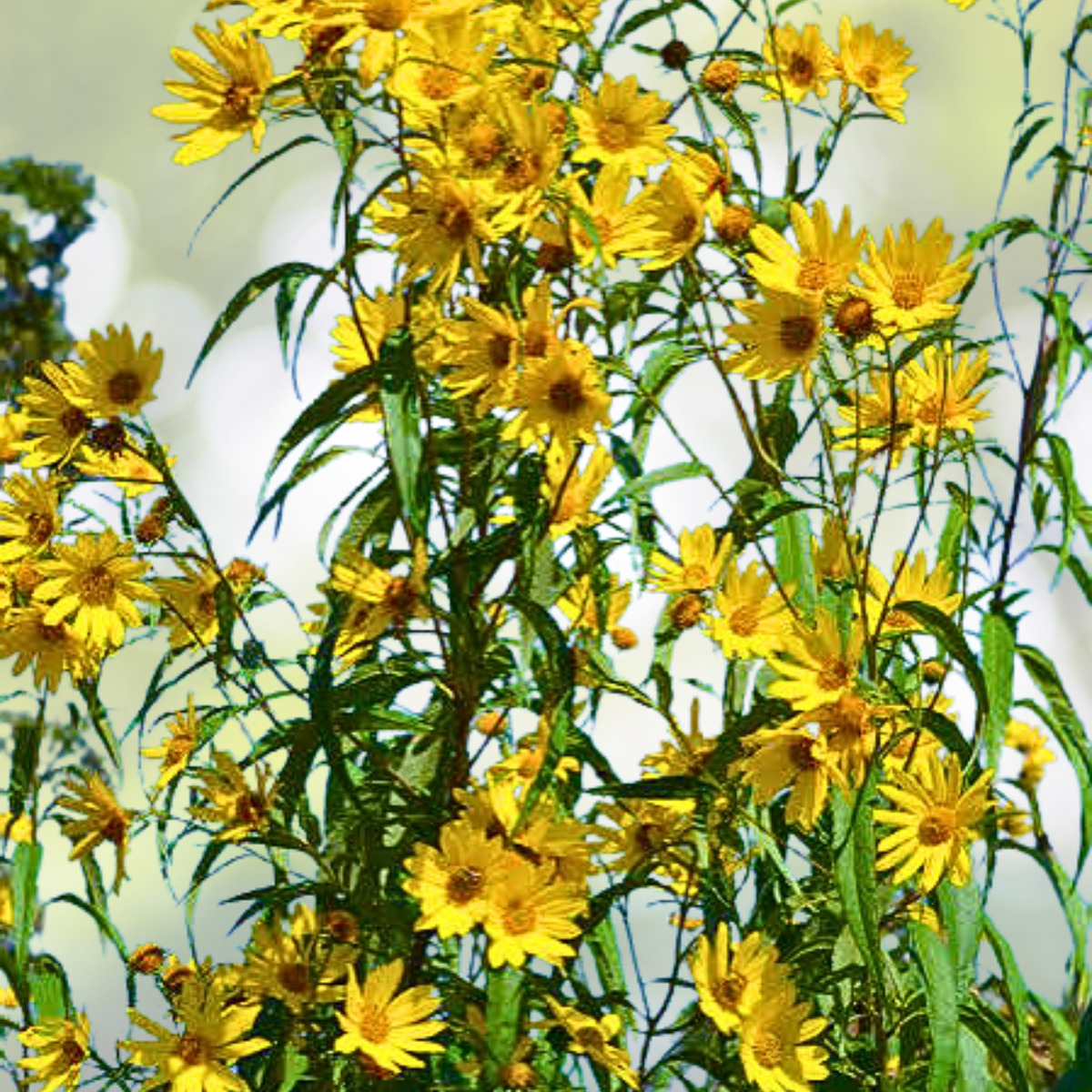 Wildflower Seed Mix - 1000 Non-GMO Seeds - Mississippi State Flower Perennials & Annuals - Native Wildflowers