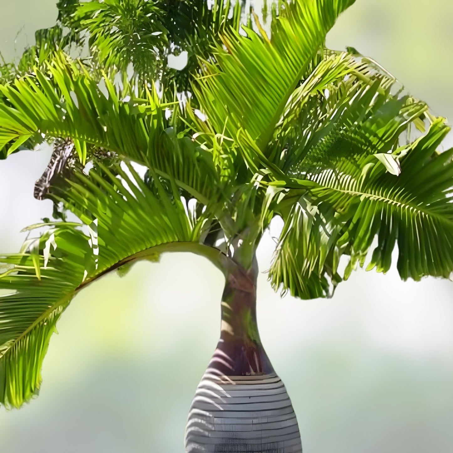 Baobab Tree Seeds - 5 Rare Exotic Adansonia Digitata Seeds for Planting - Unique Drought-Tolerant Tropical Tree