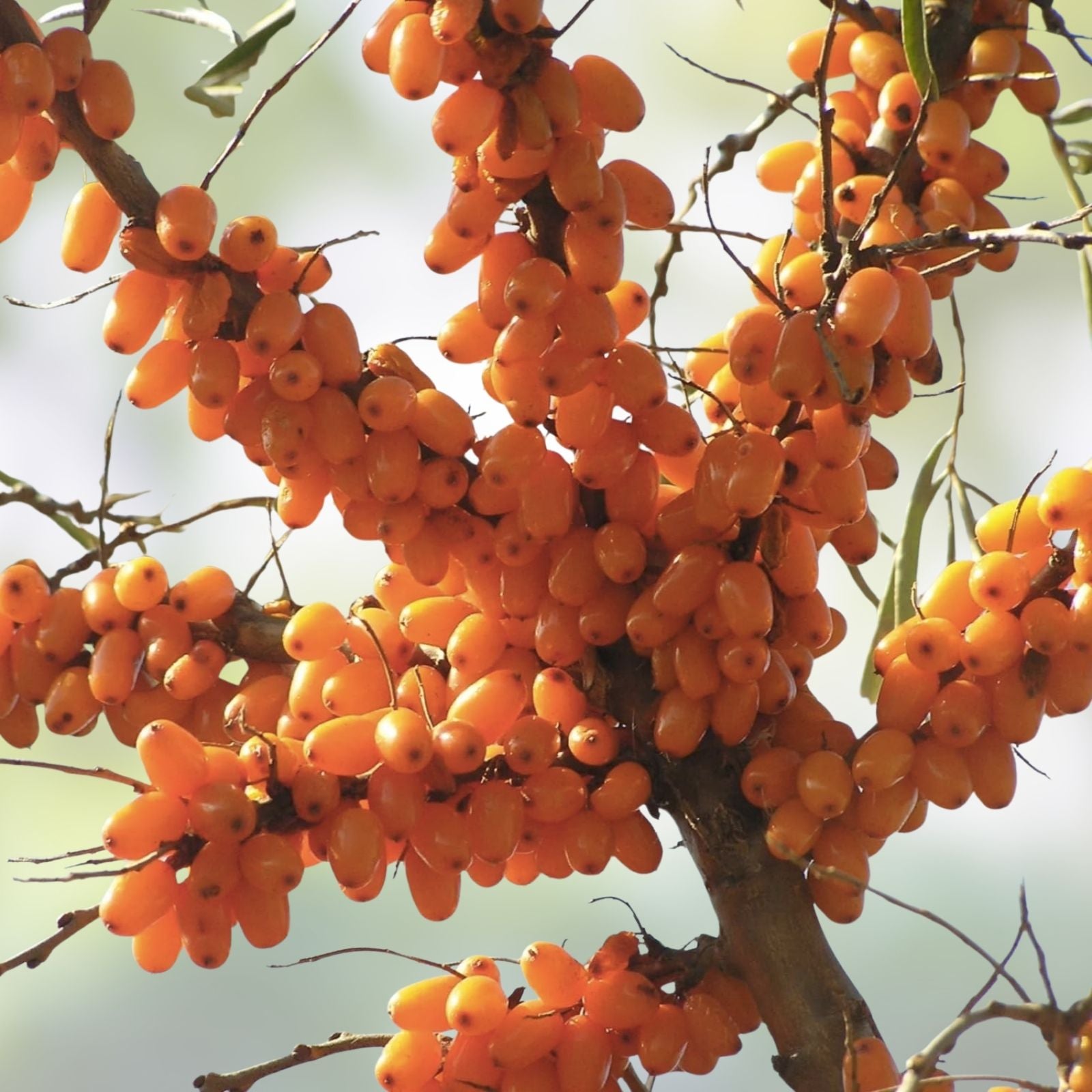 Seaberry Seeds 50+ | Sea Buckthorn Berry Fruit Tree | Edible Medicinal Plant | Hippophae rhamnoides