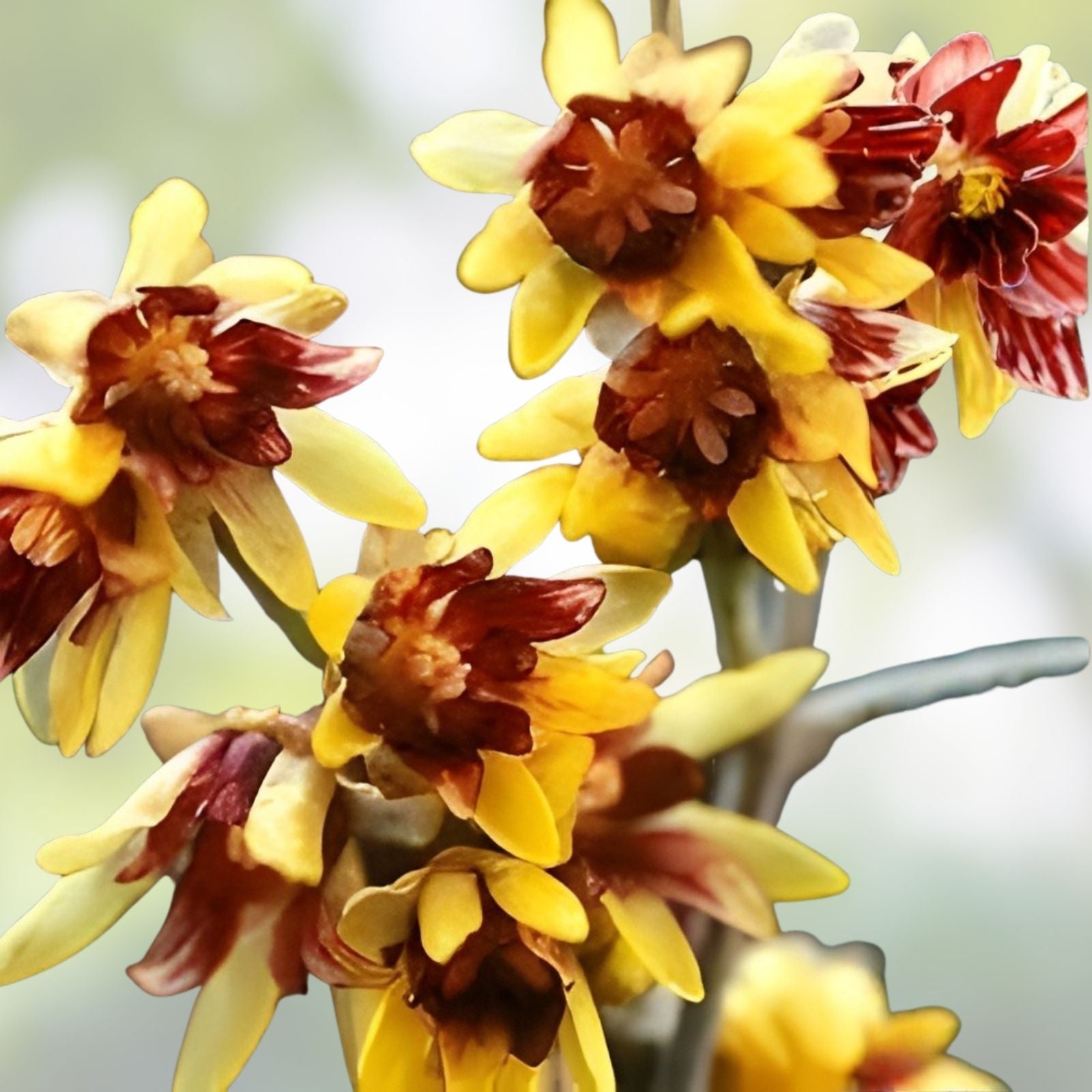 Wintersweet Seeds 10 Pack - Fragrant Yellow Flowers - Chimonanthus praecox - Garden Planting Seeds - Ships from Iowa, USA