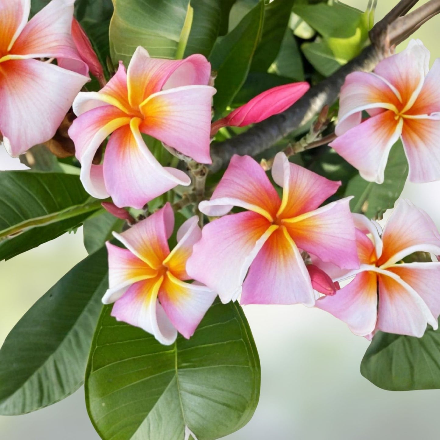 Rooted Plumeria Plant Cutting 18" Pink Mist | Frangipani, Tropical Flower, Plumeria obtusa