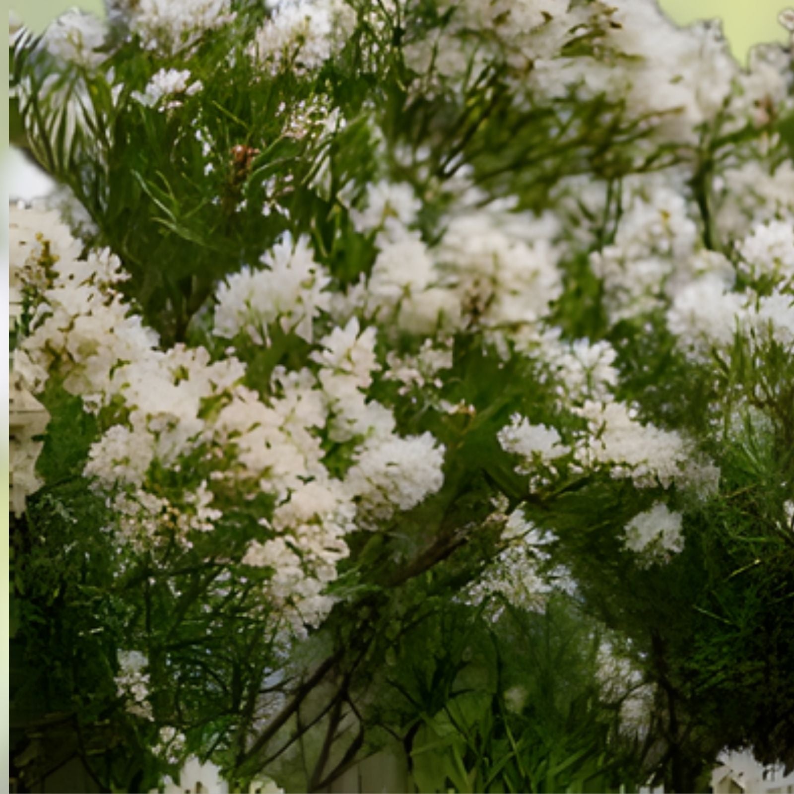 White Tea Tree Seeds - Snow in Summer - Melaleuca linariifolia - Hardy Shrub - 50+ Seeds for Garden, Landscaping, and Horticulture