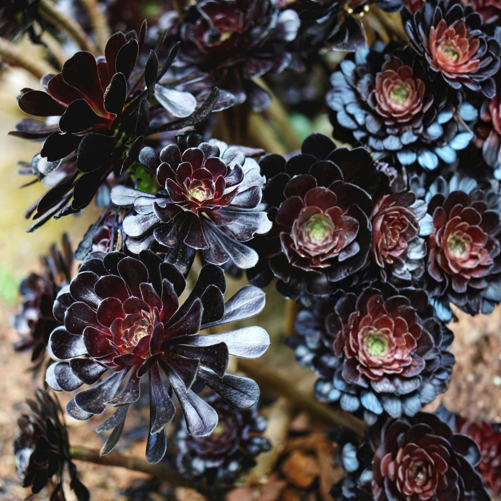 Aeonium Zwartkop Black Rose Succulent Plant 4-6 Inch Live Rooted Plant, Dark Purple Foliage, Easy Care, Indoor Outdoor Plant