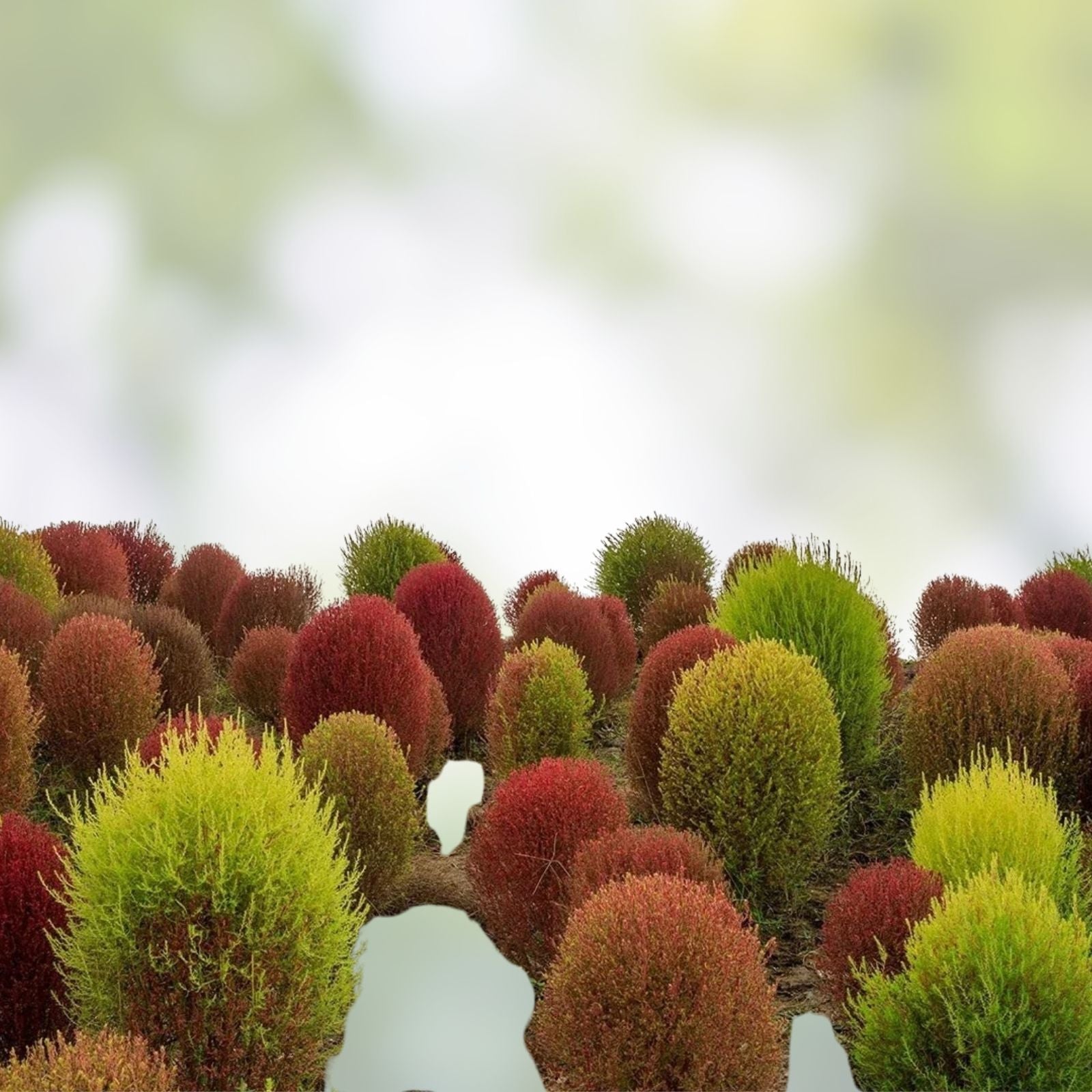 Kochia Seeds 100 Count - Burning Bush, Summer Cypress - Kochia scoparia, Ornamental Garden Plant