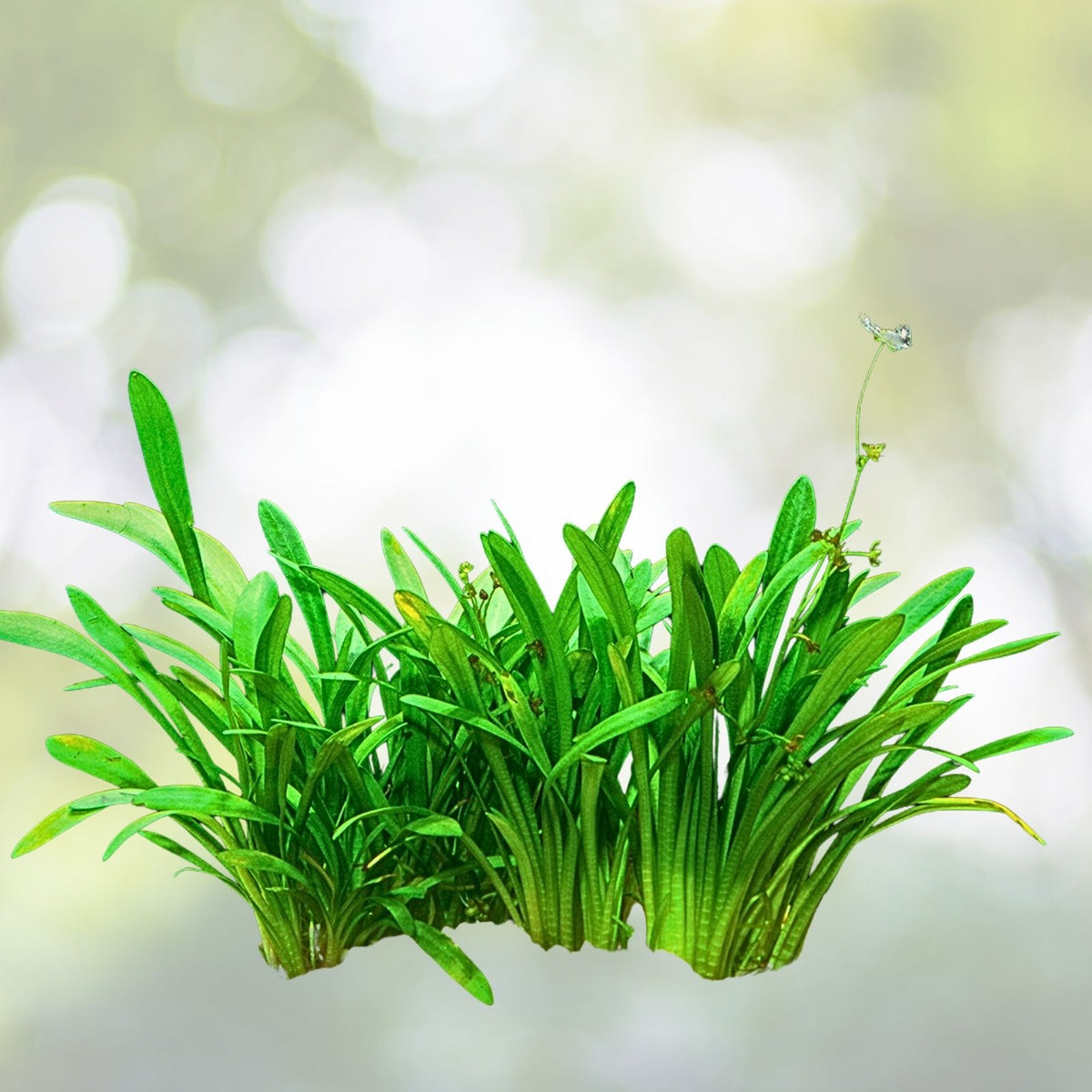 Dwarf Sagittaria Plant - Live Aquatic Narrow-Leaved Arrowhead - Sagittaria Subulata - Easy Care for Aquariums