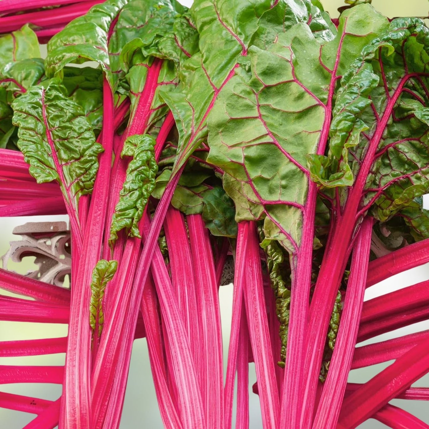 400 Bulk Swiss Chard Seeds Magenta Sunset Variety for Microgreens and Planting Beta vulgaris