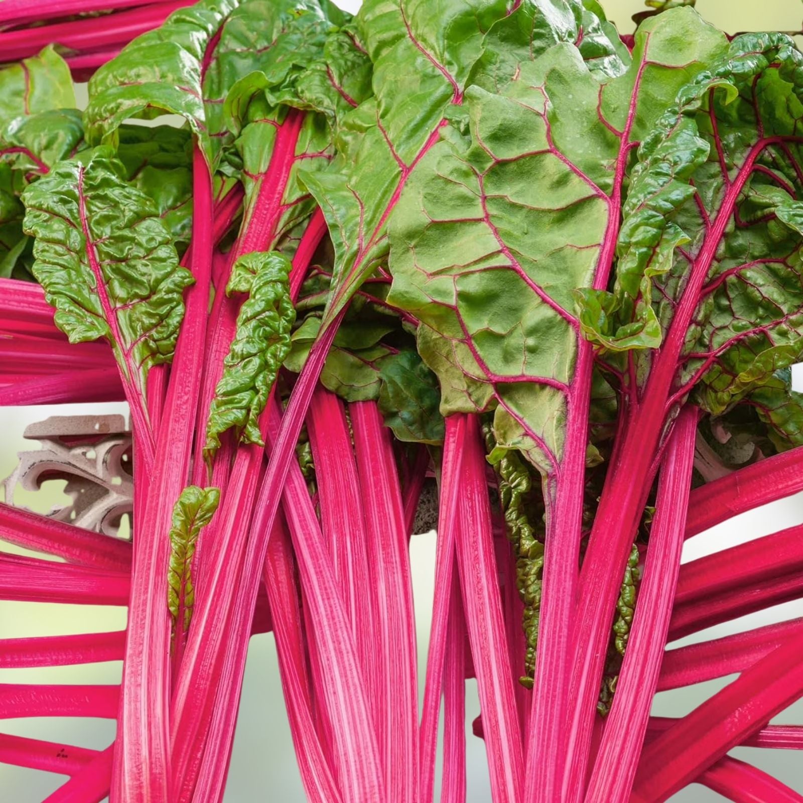 400 Bulk Swiss Chard Seeds Magenta Sunset Variety for Microgreens and Planting Beta vulgaris