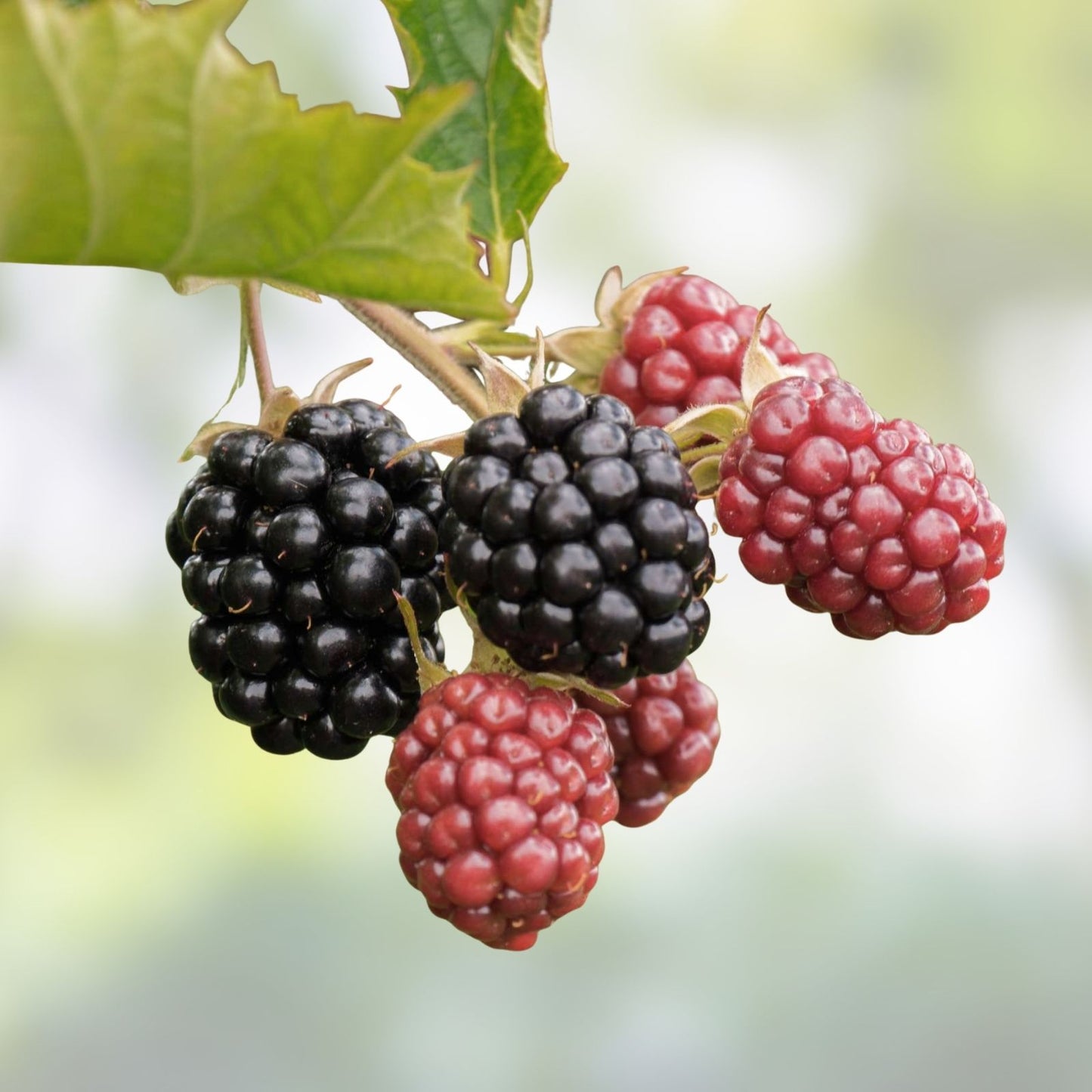 Organic Thornless Blackberry Cuttings 6" Unrooted 4 Pack Rubus fruticosus Blackberry Planting Material