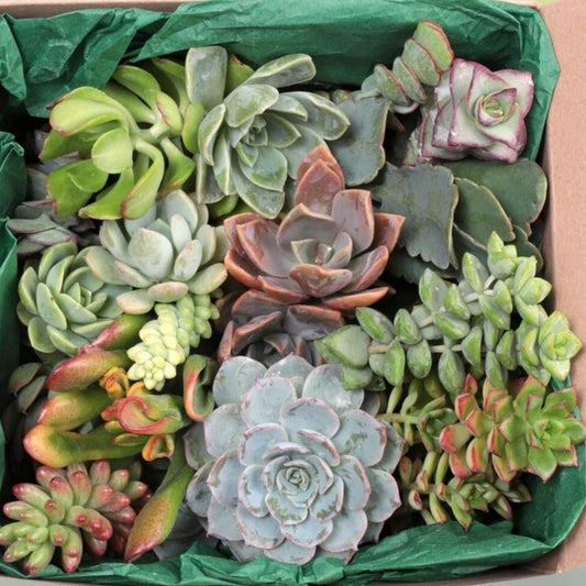 12 Large Live Succulent and Cactus Cuttings - Assorted Varieties for Garden and Home Decor - Easy Care Starter Plants