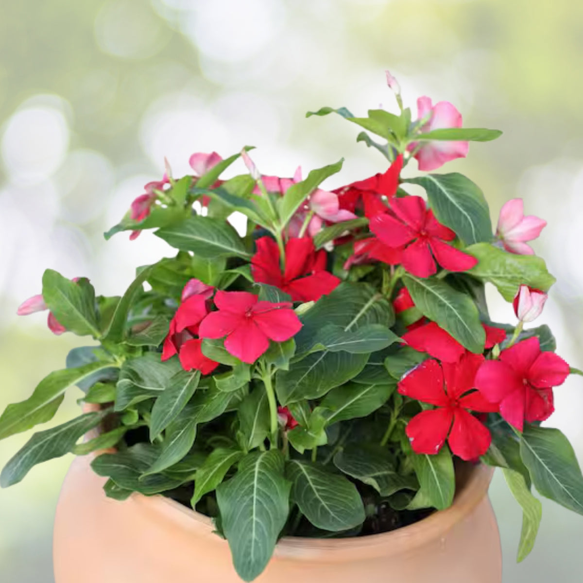 Bright Red Vinca Plant 5" Pot | Catharanthus roseus | Madagascar Periwinkle | Indoor Garden Decor