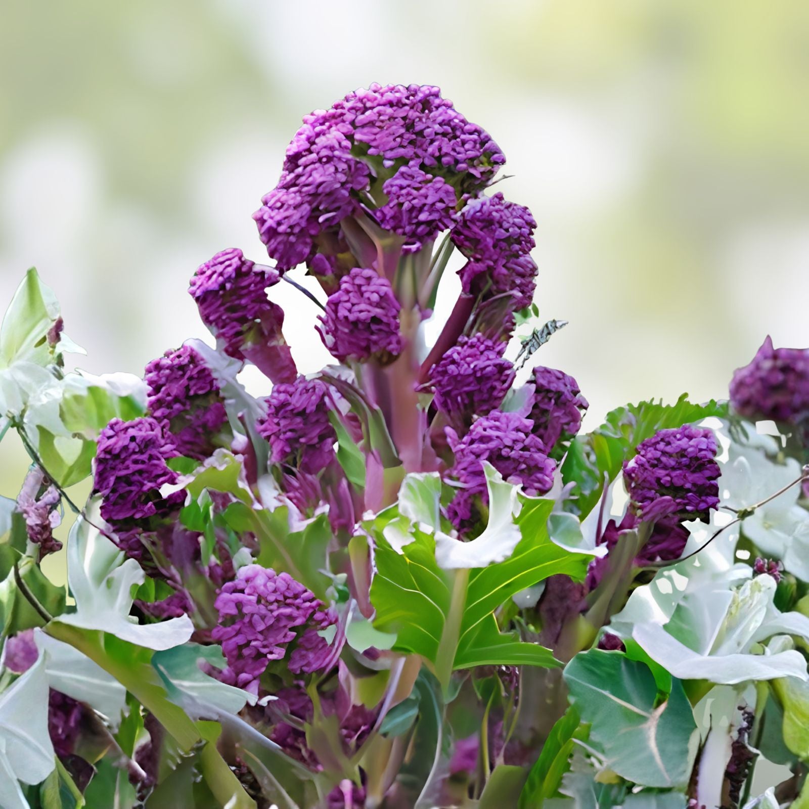Burgundy Broccoli Seeds 25 Pack - Heirloom Brassica oleracea, Full Size Vegetable Seeds for Gardening