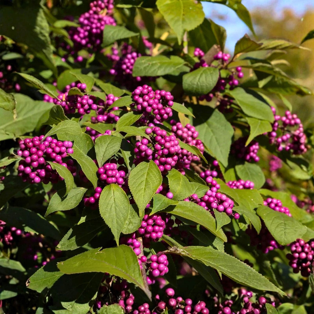 American Beautyberry Live Plant 5-Pack | Edible Purple Berries, Drought-Tolerant, Deer Resistant | Callicarpa americana