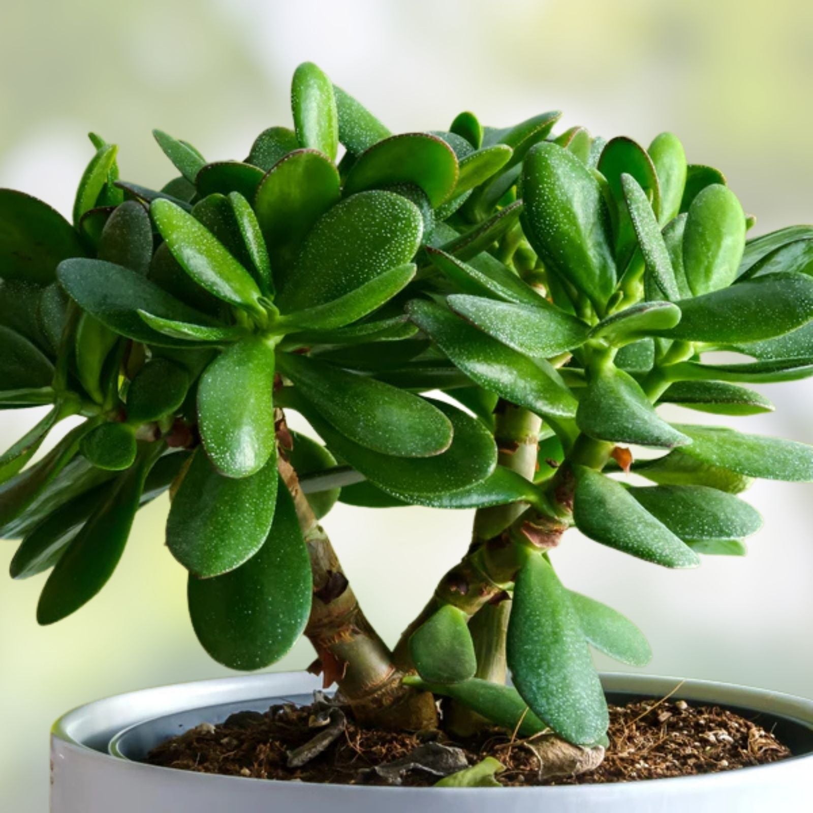 Jade Plant Succulent Thick Cutting 0.75-1 Inch Diameter Crassula ovata, 2 Pieces, Indoor Plant, Easy Care, Green Houseplant