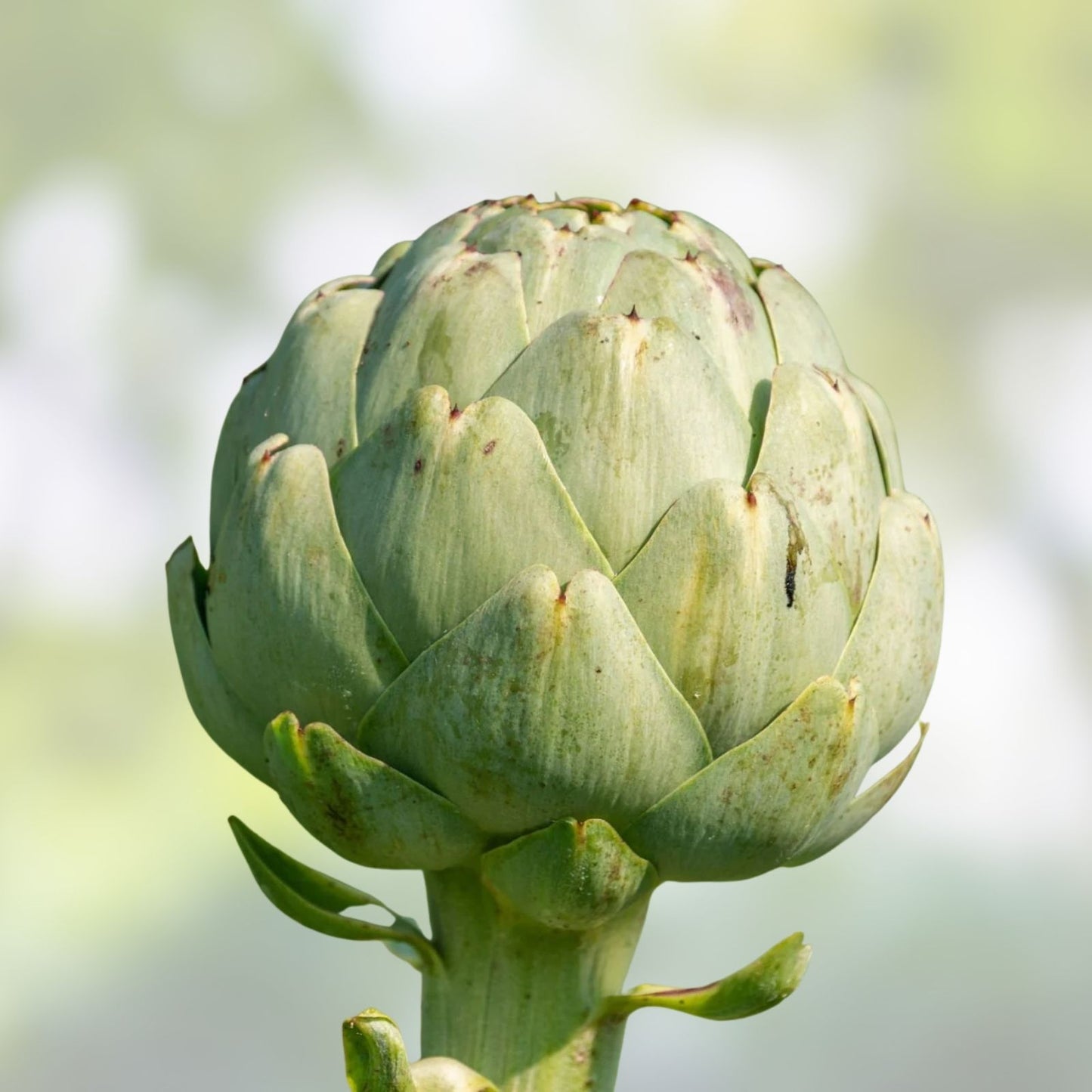 Heirloom Artichoke Seeds – 50 Non-GMO Green Globe Seeds – Cynara cardunculus – Edible Vegetable Garden Seed Pack