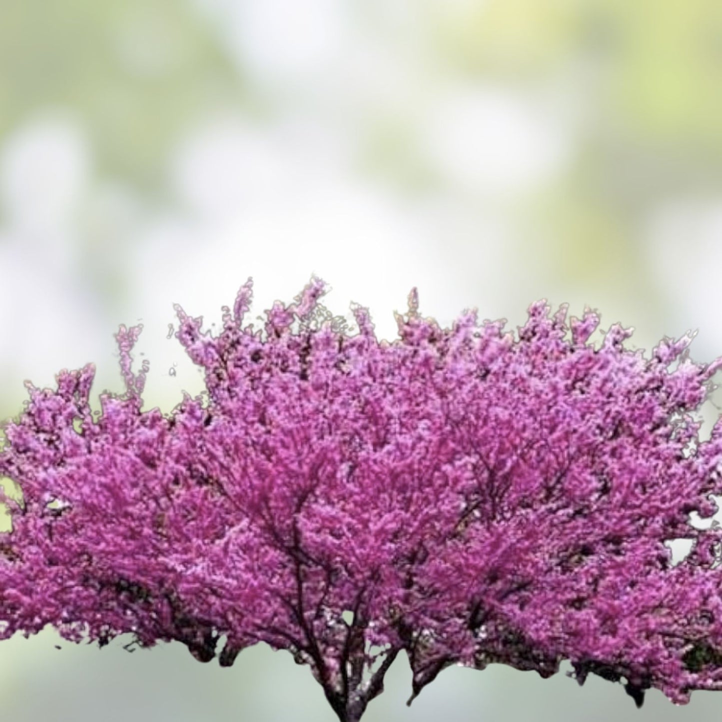 Giant Redbud Tree Seeds 40 Pack, Showy Flowering Shrub, Cercis gigantea, Ornamental Tree Seeds, Free Shipping