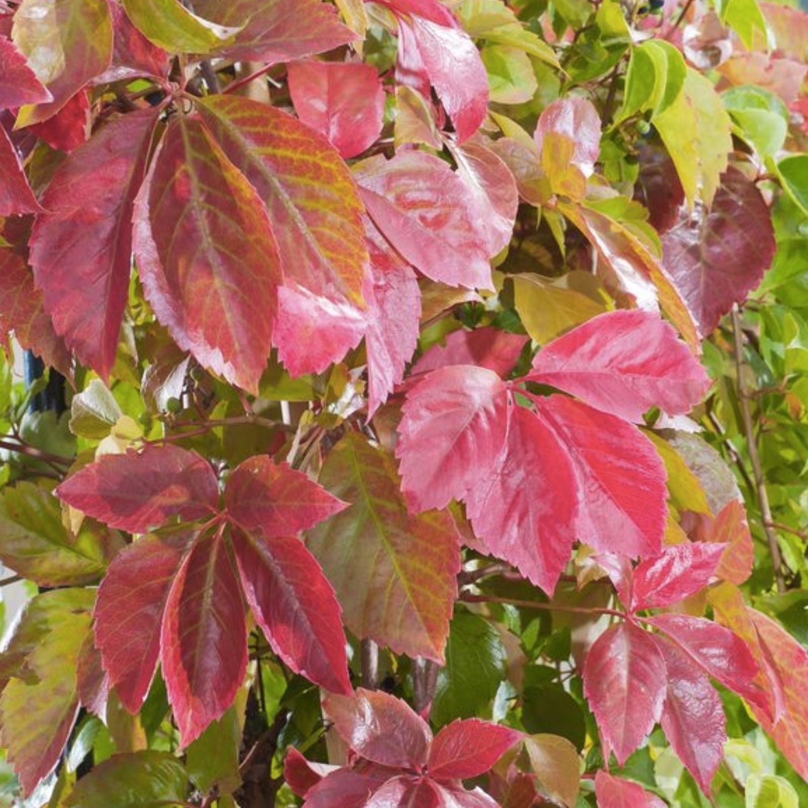 Boston Ivy Seeds 20 Pack - Japanese Creeper Ivy Parthenocissus tricuspidata - Climbing Vine for Gardens and Landscaping