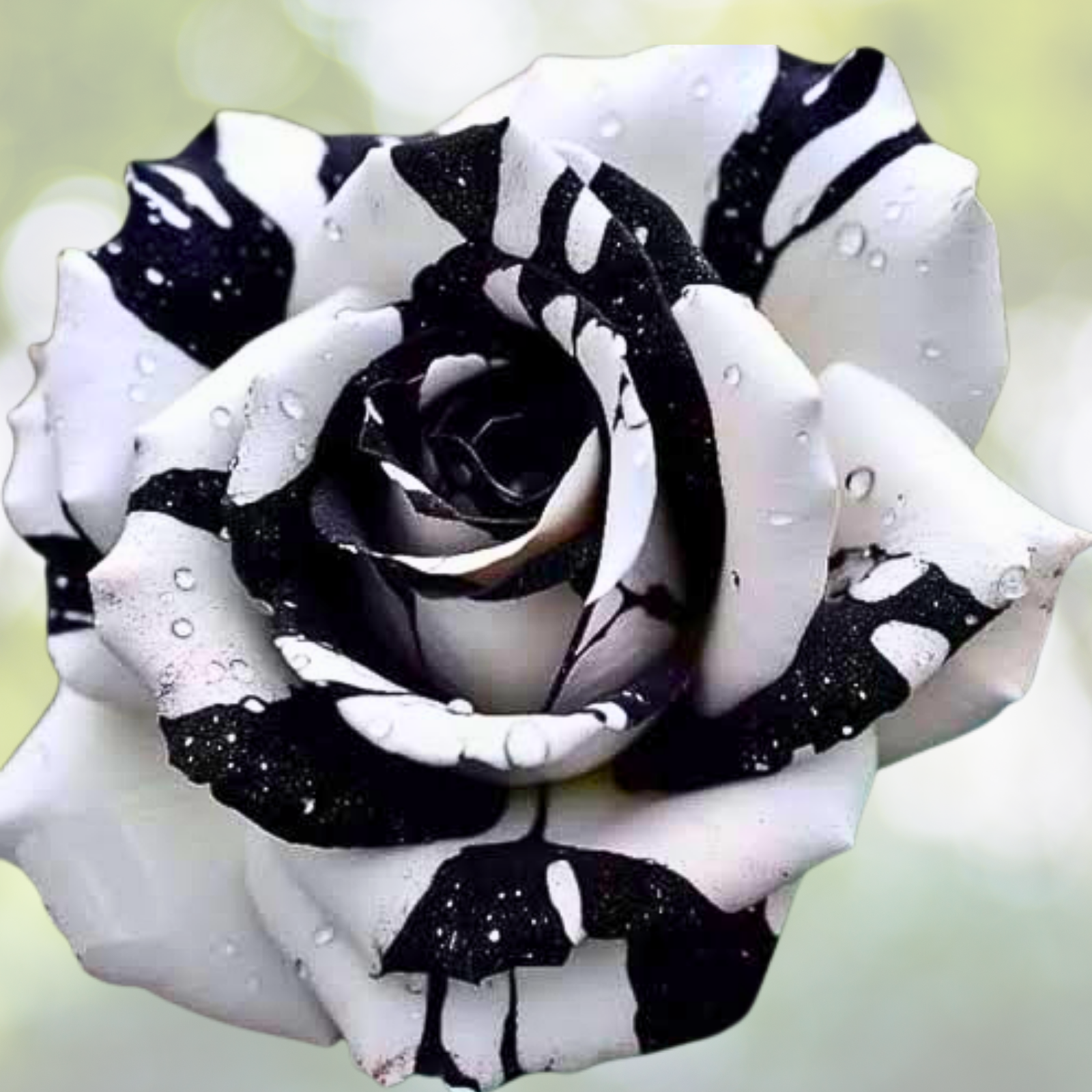 20pcs Rare Black & White Rose Seeds - Non-GMO Heirloom Variety - Rosa spp.