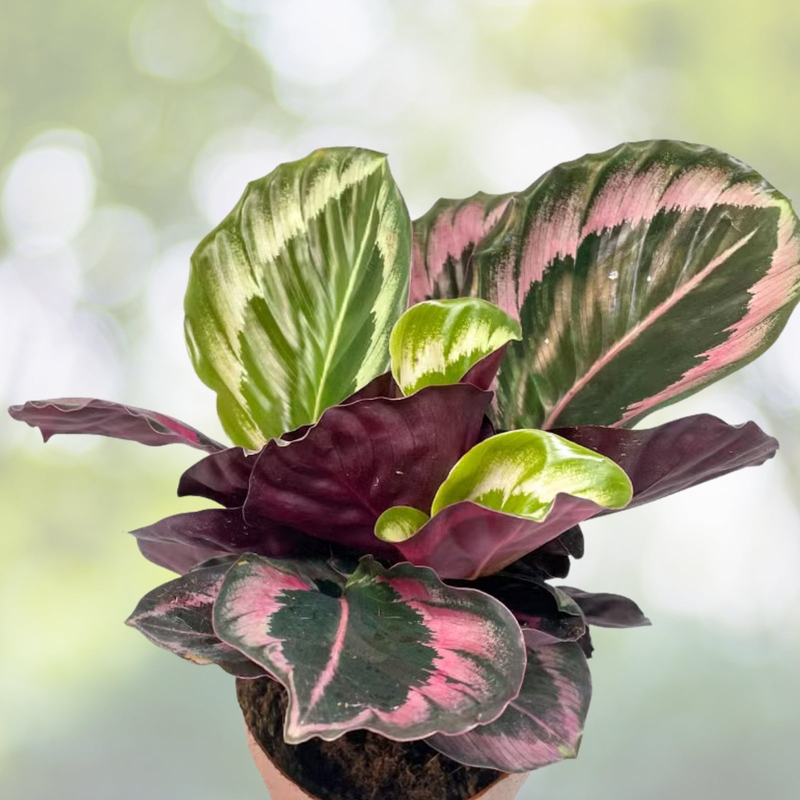 Calathea Roseopicta Plant - 6 Inch Pot - Rose Painted Prayer Plant - Unique Leaf Patterns - Calathea Roseopicta