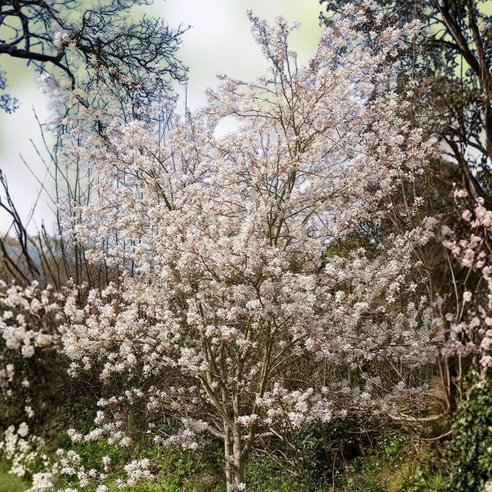 Serviceberry Live Plant Set of 2 – 16-24 Inches, Amelanchier arborea, Tall Shrub with White Flowers & Reddish Purple Berries