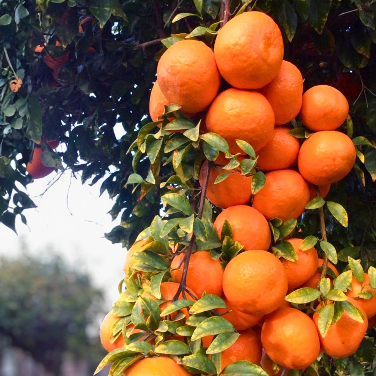 Grafted Ponkan Mandarin Tree - 3 Feet - Citrus reticulata - Indoor/Outdoor Plant for Home Garden