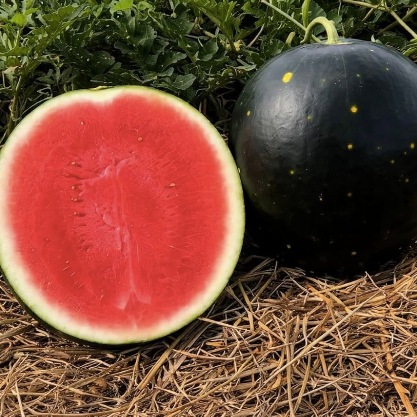 Watermelon Seeds 25 Pack | Summer Fruit Seeds | Citrullus lanatus | Planting Seeds for Garden, Fresh Fruit