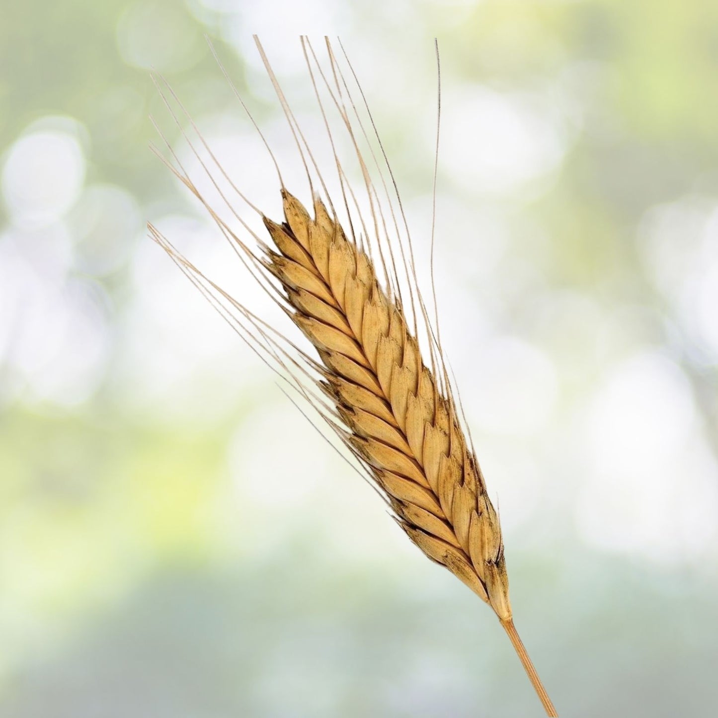 Organic Einkorn Seeds - 200+ Non-Hybrid Germination - Triticum monococcum - Heirloom Varieties, Free Shipping