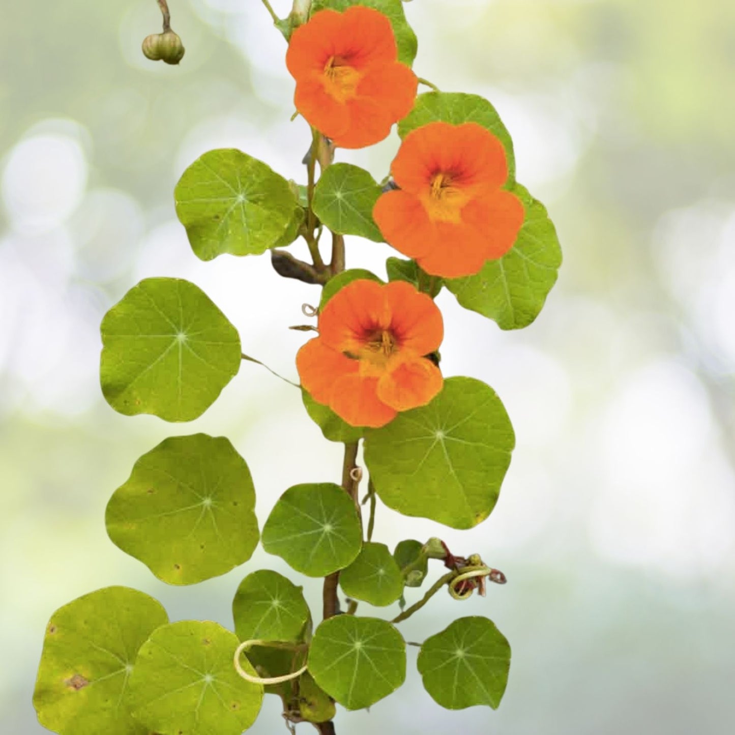 Tall Nasturtium Seeds Mix - 20+ Edible Garden Flowers (Tropaeolum majus) - Colorful and Versatile for USA Gardens
