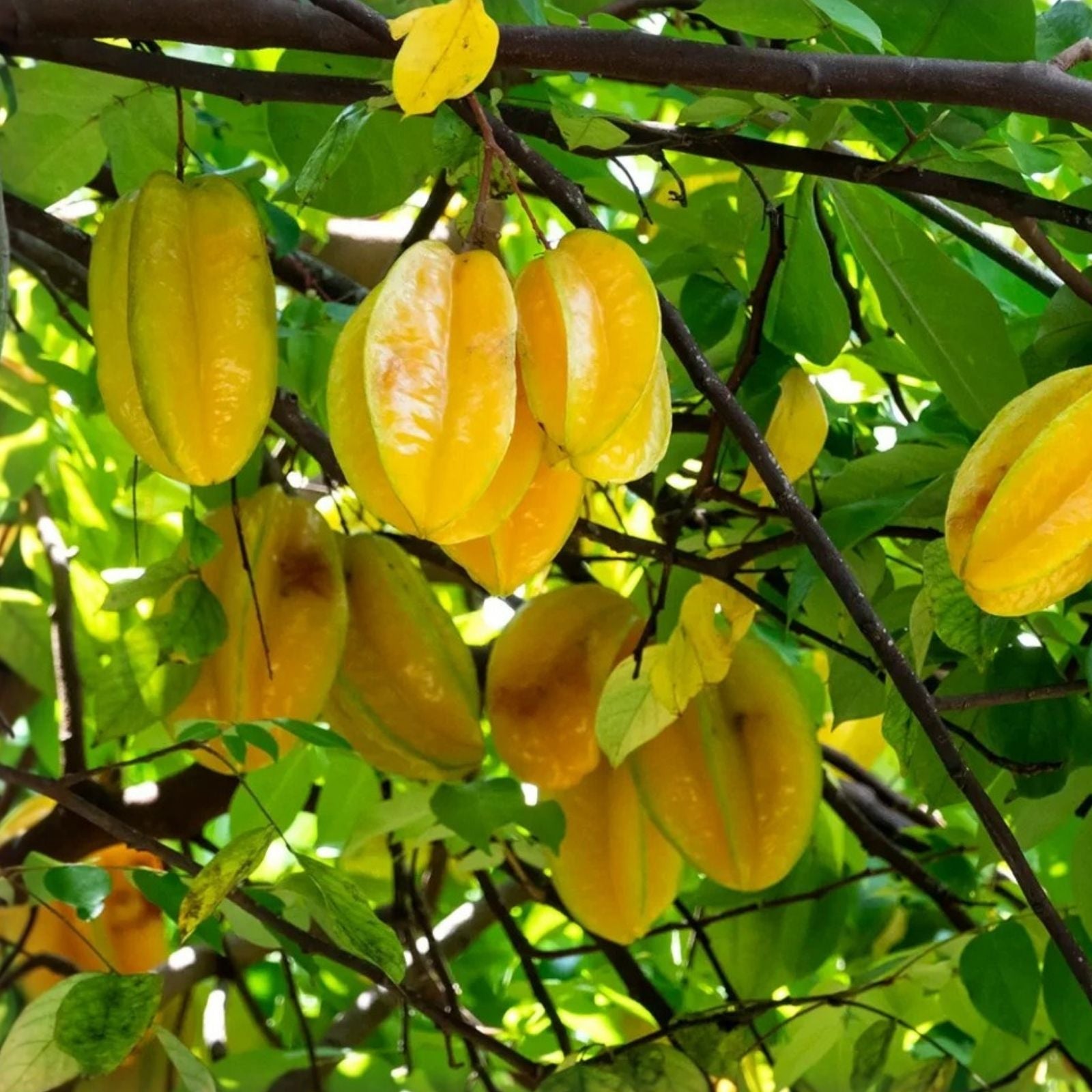 Starfruit Seeds for Planting - 2 Seeds - Wet and Ready to Plant - Averrhoa carambola - Tropical Fruit Tree Seeds